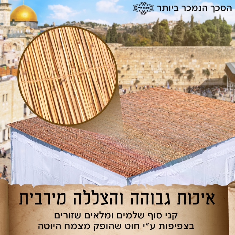 סכך כשר לסוכה קני סוף
