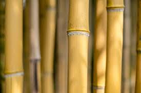 מוטות במבוק ולייסטים